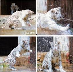 国产网红白虎视频,国产网红的崛起与影响力