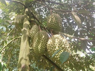 国产榴莲挂果视频下载