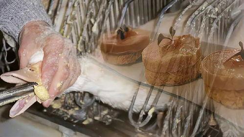 国产鹅肝生产过程视频,从养殖到成品，一窥鹅肝制作全过程