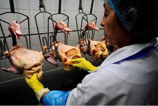 国产鹅肝生产过程视频,从养殖到成品，一窥鹅肝制作全过程