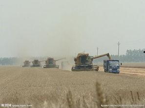 国产麦子收割视频在线播放,科技助力农业现代化
